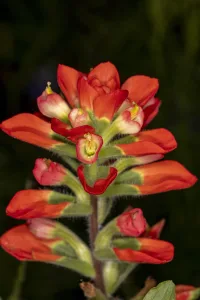 Indian Paintbrush